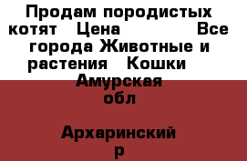 Продам породистых котят › Цена ­ 15 000 - Все города Животные и растения » Кошки   . Амурская обл.,Архаринский р-н